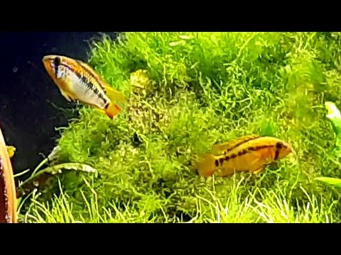 Apistogramma Macmasteri/ Apistogramma Panduro