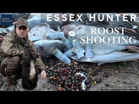 ROOST SHOOTING With Essex Hunter