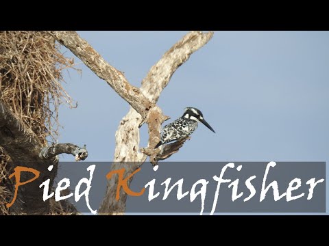 Pied Kingfisher (Ceryle rudis) Bird Call & Video At Lake Panic Hide | Stories Of The Kruger