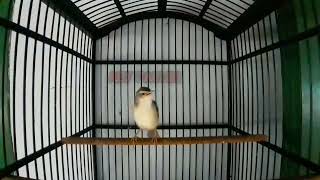 Download lagu SUARA KHAS PRENJAK KLIK JANTAN MEMANGGIL BETINA PANCINGAN PRENJAK KLIK BAHAN mp3