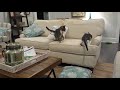 New Kitty In House With My 8 Month Grey Tabby