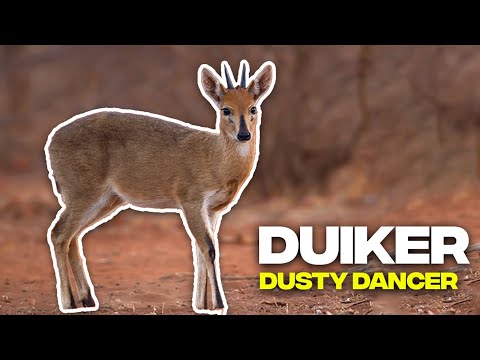 Unlock the Secrets of Duikers: Africa's Extraordinary Mini-Antelopes! 🦌🌍