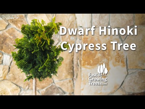 Dwarf Hinoki Cypress Tree | Fast Growing Trees