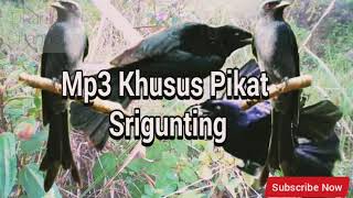 Download lagu Mp3 Khusus pikat Srigunting mp3 Download lagu Mp3 Khusus pikat Srigunting mp3