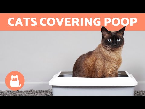 Why Does My CAT BURY Their POOP? 🐱💩 Does Your Cat Do This?