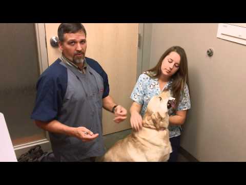 How to administer oral medication to your dog with Dr. Kipp Magnussen, DVM.