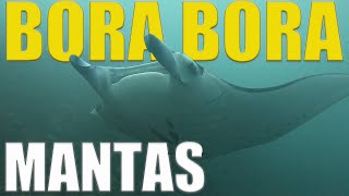 MANTAS! Exploring Bora Bora Above & Below The Waves 🇵🇫