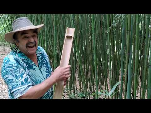 Botanikus a konyhában - 90. A bambusz I.