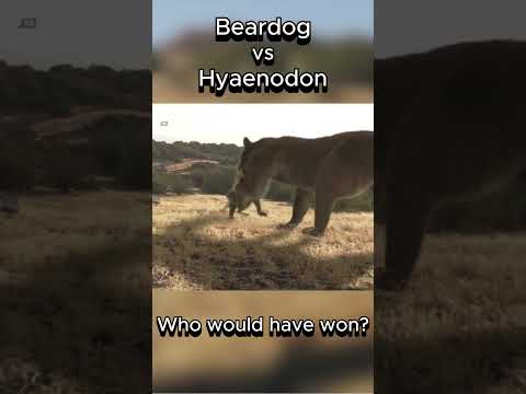 Beardog vs Hyaenodon #beardog #hyaenodon #shorts