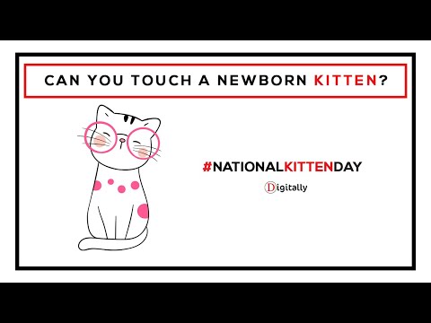 When Can You Handle Newborn Kittens?