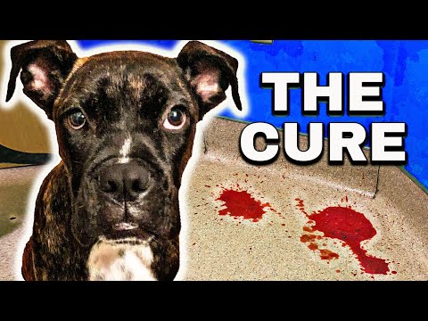 37 PARVO Dogs SAVED! (DO THIS FROM HOME!)