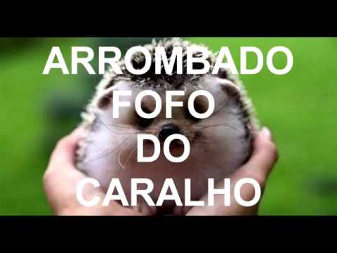 DICA DE LEITURA- A ELEGÂNCIA DO OURIÇO