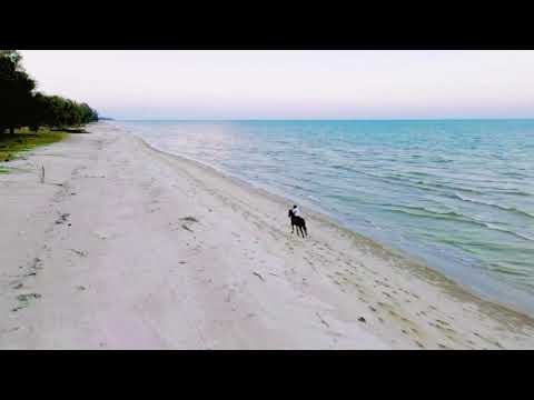 Mizyu Arif - Horse And Beach