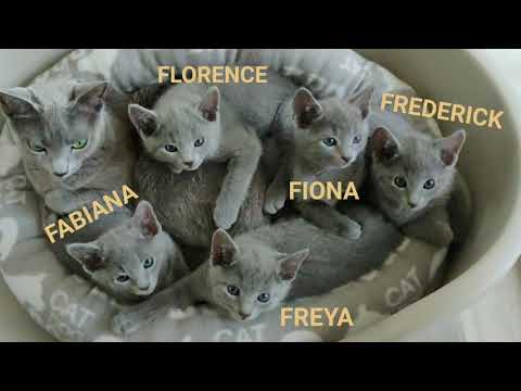 14 WEEKS OF LIFE IN OUR BREEDING STATION RUSSIAN BLUE CATTERY VAMIRON, CZ - LITTER F
