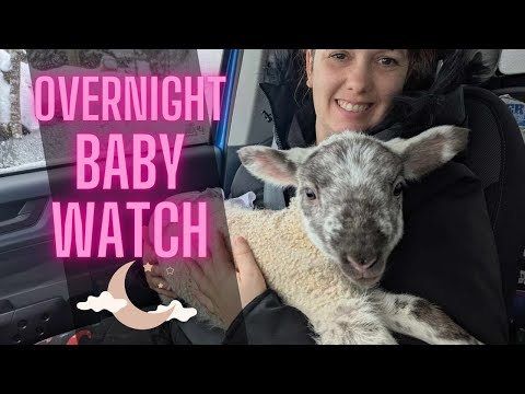 LIVE overnight sheep watch featuring our new baby lamb, Dalmatian!