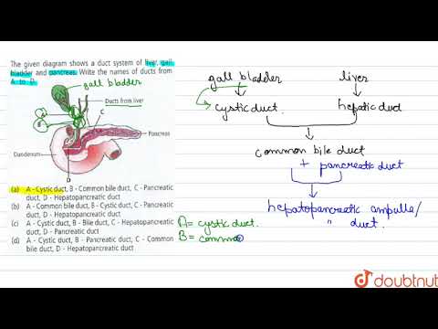 The given diagram shows a duct system of liver, gall bladder and pancrease. Write the names