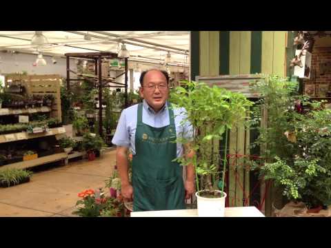 園芸 五葉あけび、チョコレート蔓