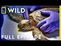 Sea Turtle SOS Full Episode Magic Of Disney S Animal Kingdom