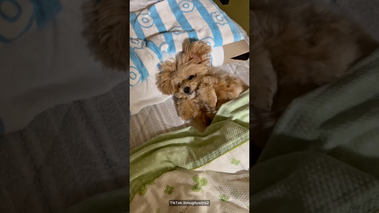 毎日先に待っててくれてる😍TikTok@mugityanns2#あげだま#ポメプー#かわいい