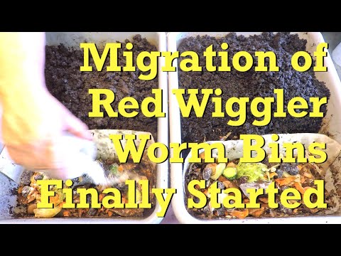 Horizontal migration of 2 oldest 'buddy' red wiggler worm bins started - vermicompost