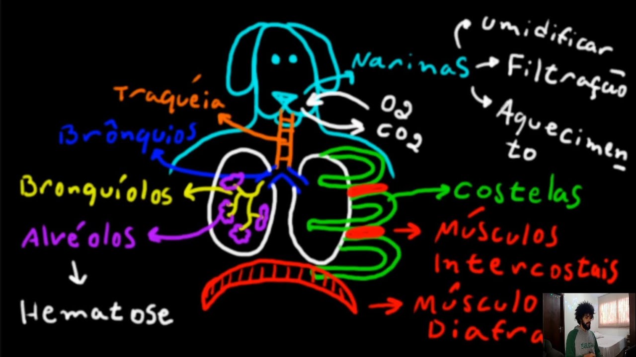 MAMÍFEROS: Sistema Respiratório