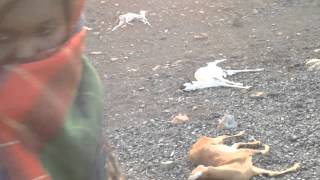 In Northeast Ethiopia drought is killing animals