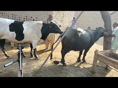 mixed mating Mp4 3GP Video & Mp3 Download unlimited Videos Download - mixed mating Mp4 3GP Video & Mp3 Download unlimited Videos Download -