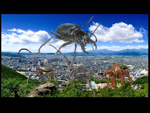 【異種格闘技】異種格闘技の帝王からの刺客！オオエンマハンミョウ雌七番勝負【Batrachus】