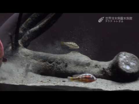 電気ウナギの衝撃的な話が判明