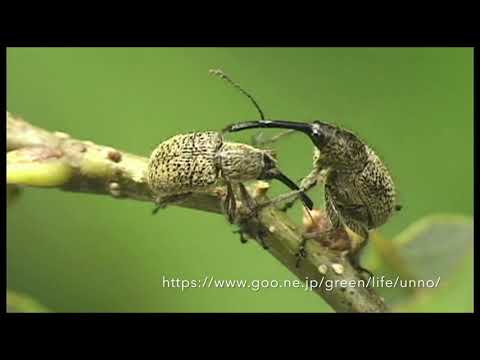 ハイイロチョッキリの産卵　ACORN WEEVIL OVIPOSITION 　CYLLORHYNCHITES URSULUS