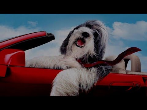 SCP-4964  |  A Bootleg DVD of The Shaggy Dog  |  Euclid  |  Media SCP