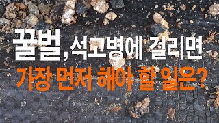 꿀벌, 석고병(백묵병)이 발생하면 가장 먼저 해야할 일은?