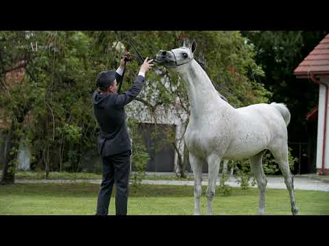 PRIDE OF POLAND 2021 LOT.16 PUSTYNNA NOC (WH Kaneko MS x Pustynna Rosa / Ekstern)