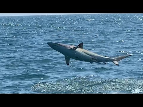 Spinner Shark Migration Florida Atlantic Coast