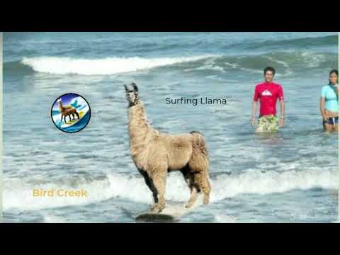 Surfing Llama – Bird Creek (Visualizer)