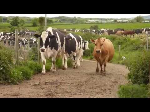 download lagu mp3 mp4 Beatrice Milk, download lagu Beatrice Milk gratis, unduh video klip Download Beatrice Milk Mp3 dan Mp4 Music Online Gratis