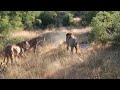 A Young Male Lions Time To Leave The Pride
