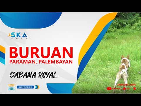 Buruan Paraman Kecamatan Palembayan, Musibah Di Pagi Hari