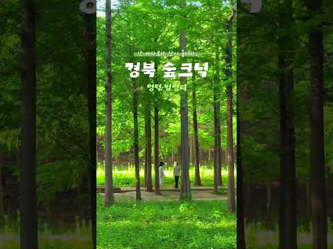경북 바다말고 숲크닉! 영덕 벌영리메타세콰이어길