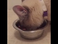 Grace the blind cat digs into raw Savage Cat Food