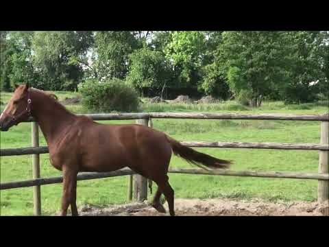 So Unique   Quarterback