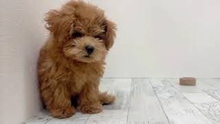 トイプードルの動画01