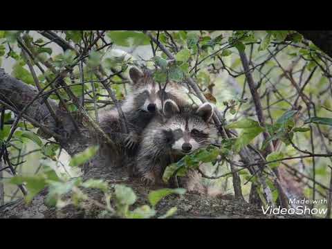 Szopy pracze sp12 pozdro