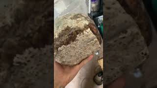 Blue meanies almost there #mushroomgrowing #donottrythisathome #educational