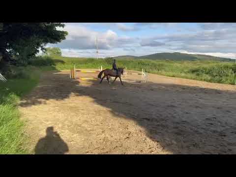 3 1/2 year old Irish draught mare - Image 2
