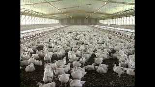 preview picture of video 'History of the Mississippi Poultry Industry'