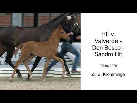 Hf v Valverde x Don Bosco x Sandro Hit 2020