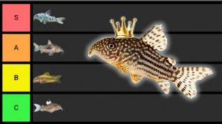 Every Cory Catfish Worth Keeping (And a Few to Skip)