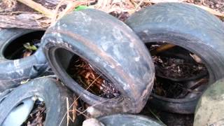 preview picture of video 'Illegal Dumping of tyres in Caura- part 3'