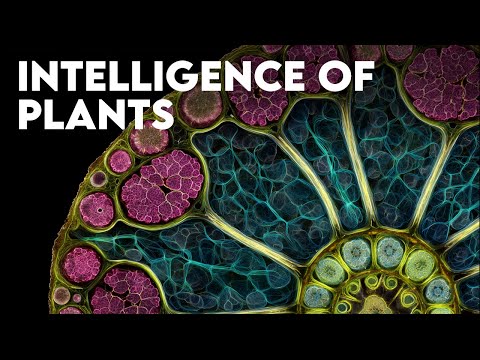 Scientists Finally Revealed How Plants Really Think